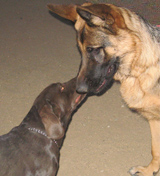 Dog sniffing another dog